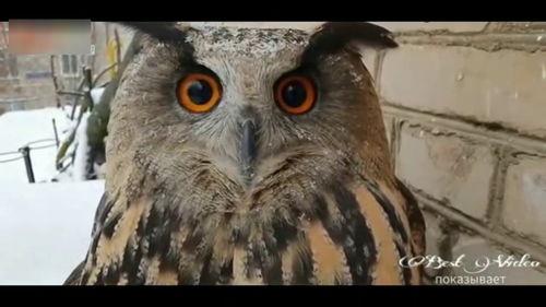 猫头鹰的哭泣,猫头鹰泪滴中的自然悲歌