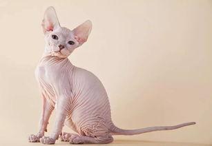 爱猫人,猫咪与人类情感的奇妙纽带